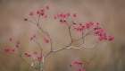 USA, Washington State, Seabeck. Harlequin glorybower branches and foliage. Art Print